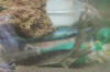Clic en la foto para verla a toda pantalla: Tortuga de concha blanda